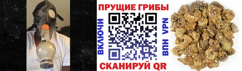 продажа наркотиков  Болхов  Галлюциногенные грибы Cubensis 